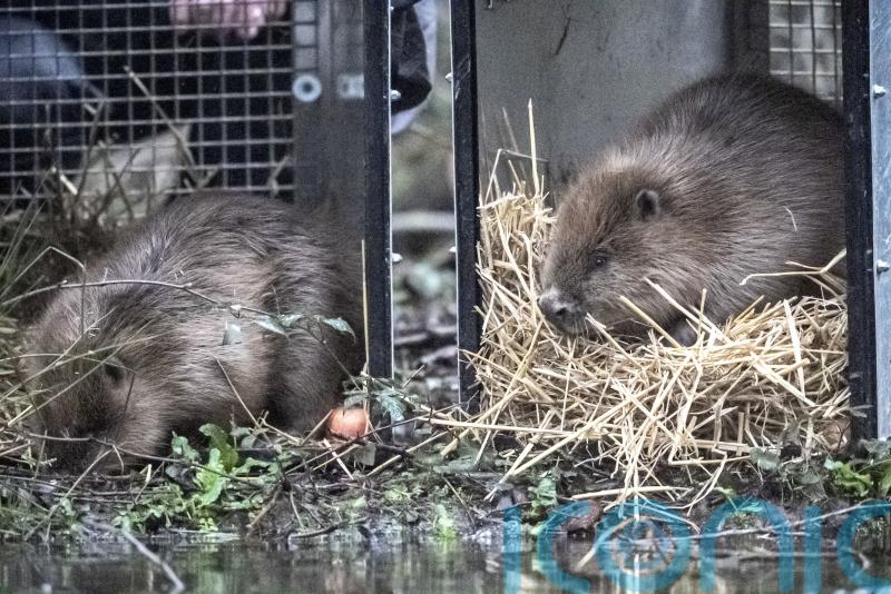 Beavers released at two sites in Somerset to help restore river and wetland