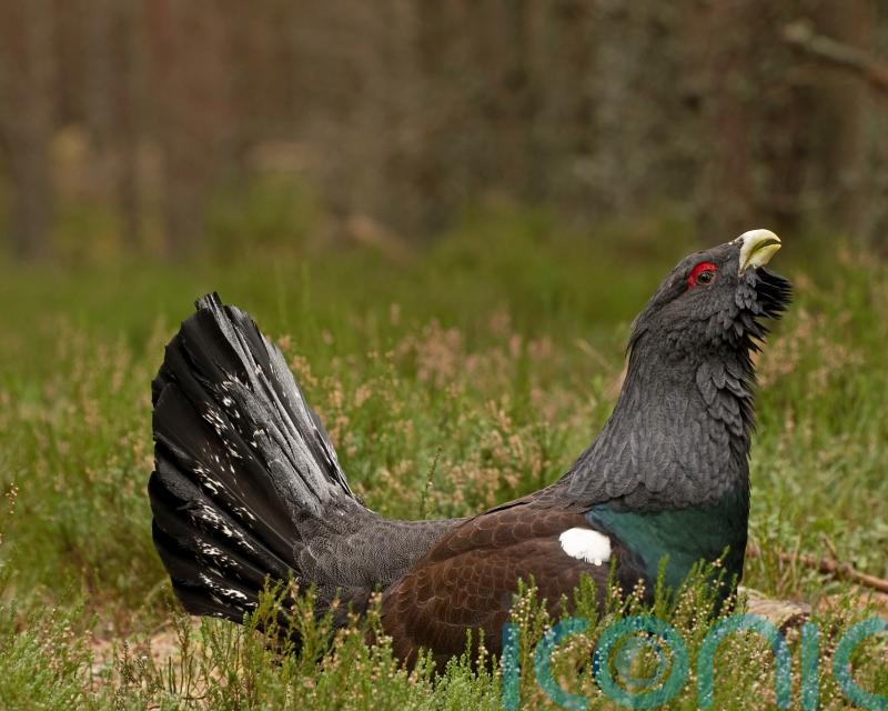 RSPB hails boost for bird species but says &lsquo;still a lot of work to be done&rsquo;