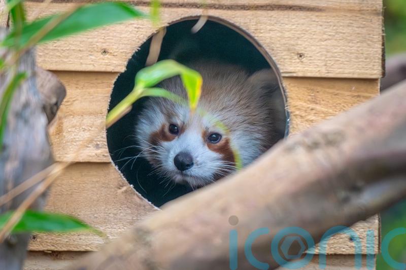 Hand-reared endangered red panda cub takes first steps in new habitat