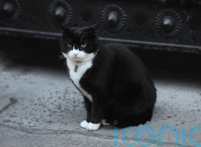 Former Foreign Office chief mouser Palmerston dies in Bermuda