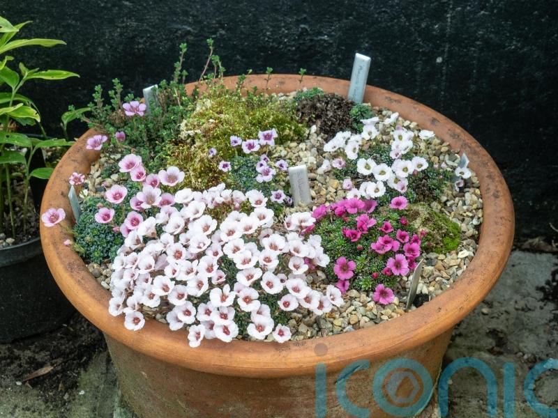 How to create the perfect alpine container