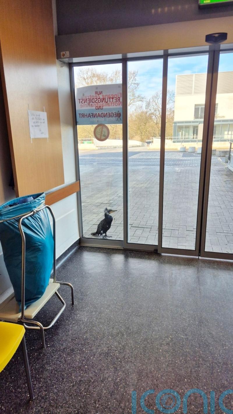 Injured seabird seeks help by pecking at door of German hospital
