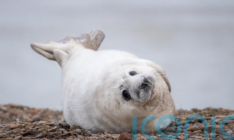 Record number of grey seal pups born at ex-military weapons testing site