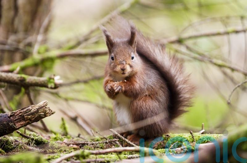 Campaign launched for endangered red squirrels to get emoji