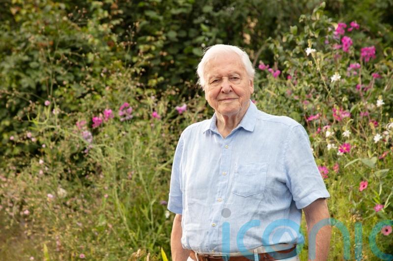 David Attenborough&rsquo;s 100th birthday to be celebrated with three new shows