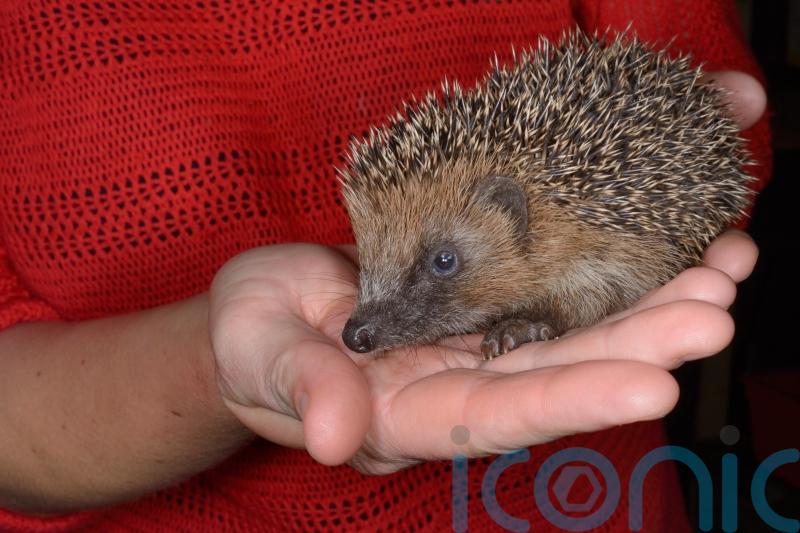 Why you shouldn&rsquo;t pick up hedgehogs