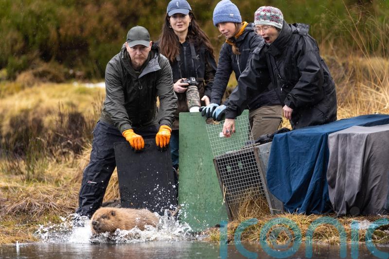 More beavers released in Highland glen in &lsquo;wildlife success story&rsquo;