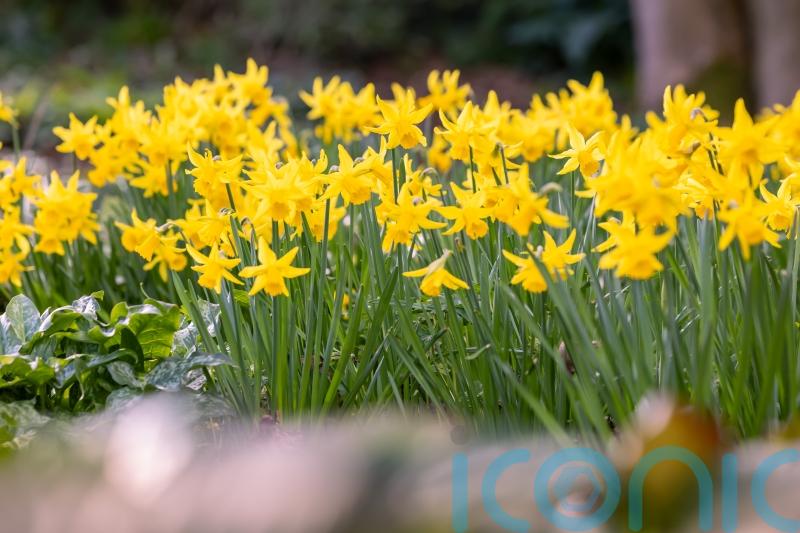 Warmer weather set to bring &lsquo;welcome explosion&rsquo; of spring colour, RHS says