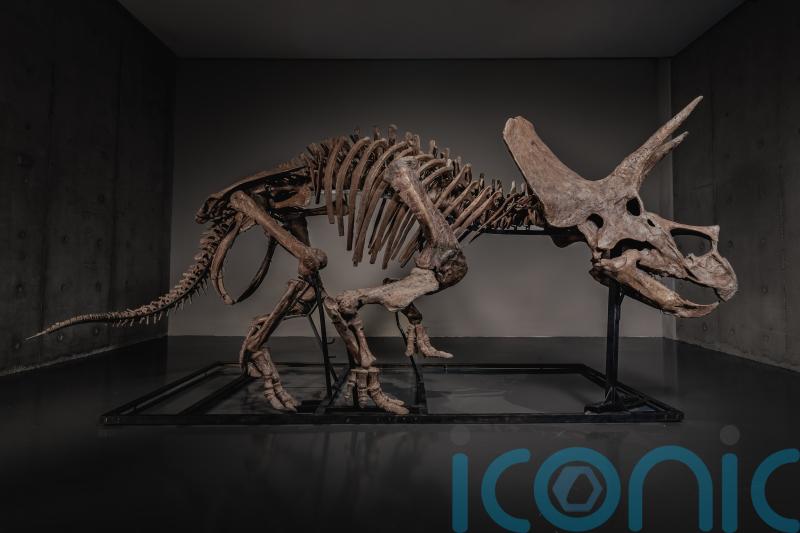 Triceratops skeleton up for auction as dinosaur market soars