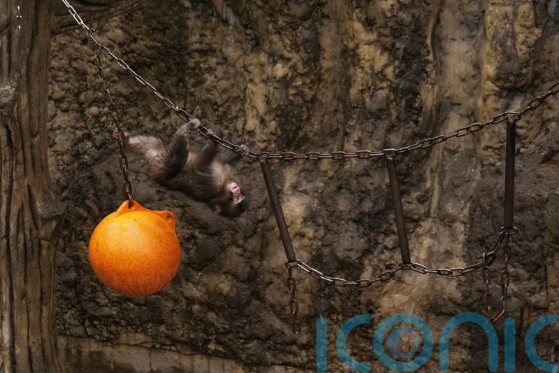 Punch the orphan macaque outgrowing plushie and making friends