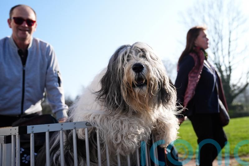 In Pictures: Pawsitively fetching display as dogs arrive for day one at Crufts