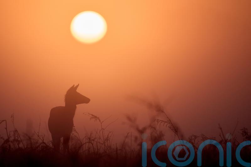 Saharan dust to bring colourful sunsets and &lsquo;blood rain&rsquo; to UK