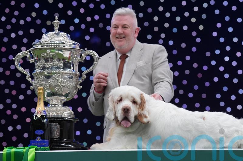 Clumber spaniel named Bruin crowned best in show at Crufts