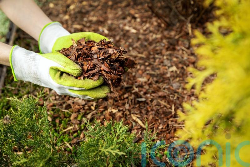 Which mulch should you be using for your garden?