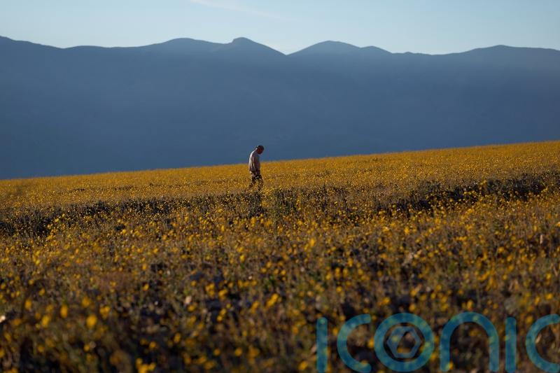 Death Valley superbloom brings once-in-a-decade blossoming of wildflowers