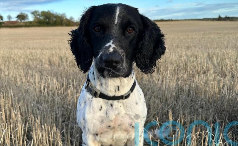 Police appeal to public for help in finding missing police dog