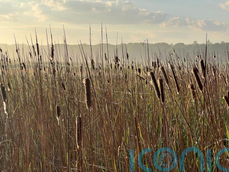 Bird numbers boosted on wetland farming sites, study finds