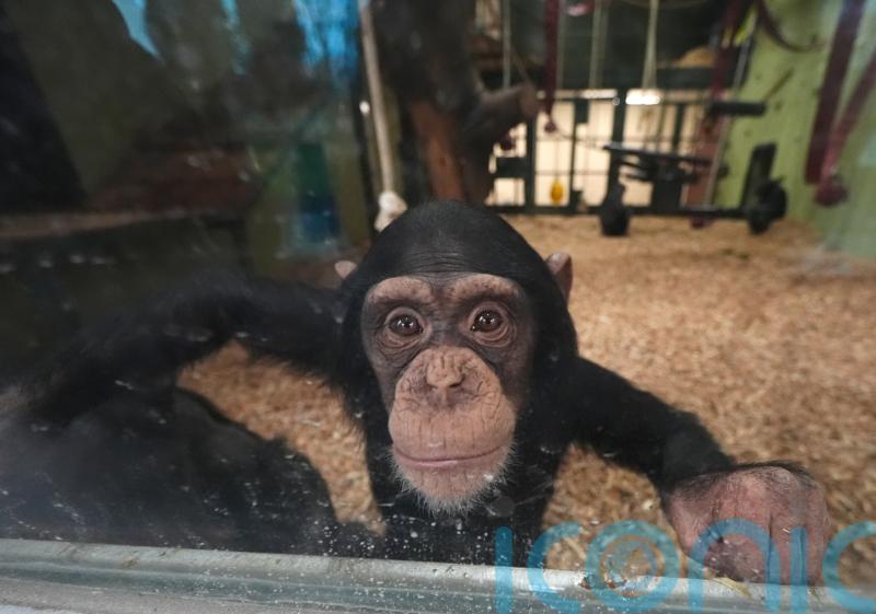 Safari park announces arrival of two chimpanzees