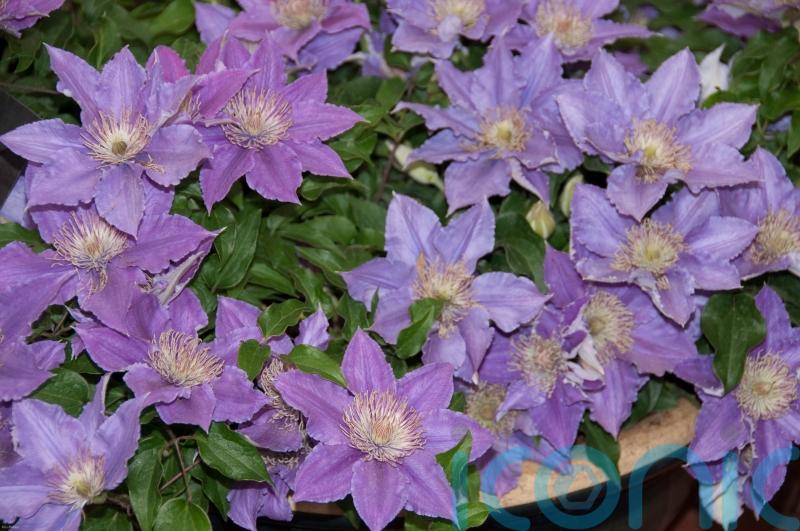 The beauty of dwarf clematis for the smaller garden
