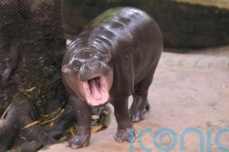 Man arrested after climbing into pygmy hippo Moo Deng&rsquo;s enclosure at Thai zoo