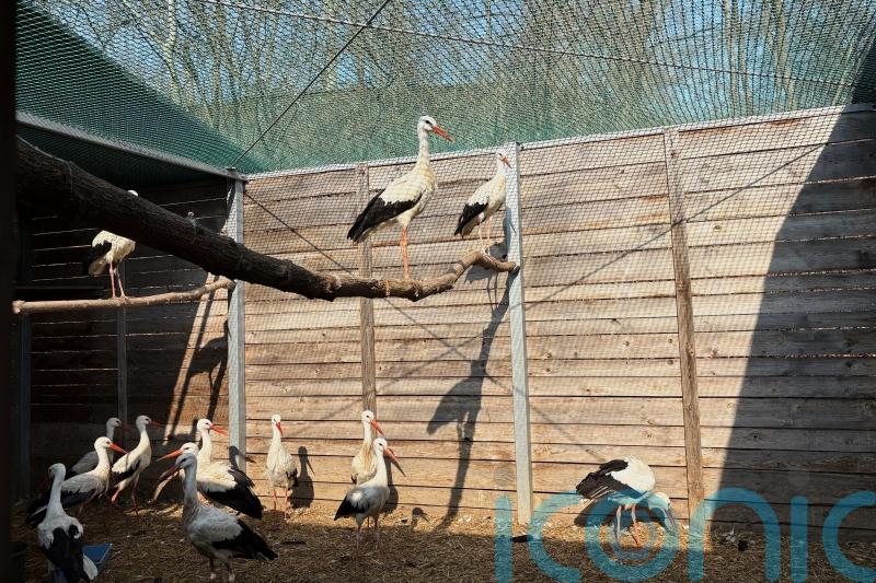 A&E for injured wild birds opens at Warsaw Zoo in Poland