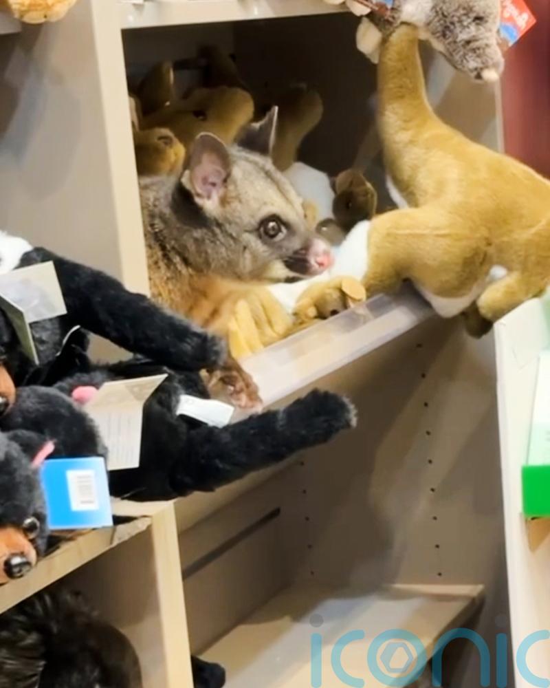 Hello possum! Creature appears among cuddly toys in Australian airport gift shop