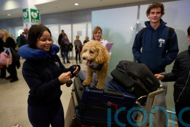 Greece launches animal airlift to evacuate pets and owners from Middle East
