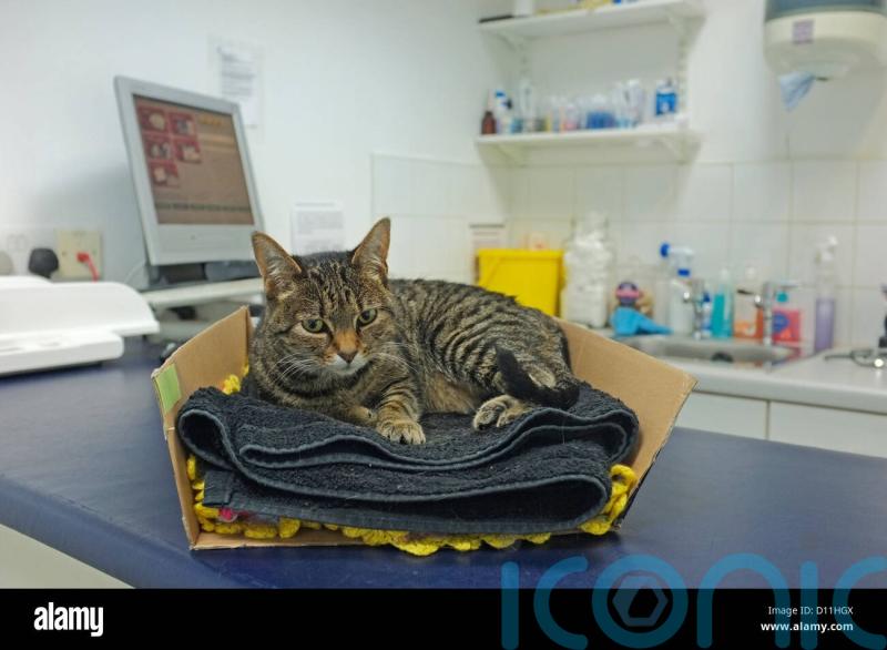 Vets to be legally required to publish price lists and cap prescription fees