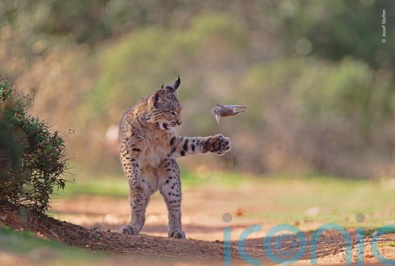 Playful lynx wins public vote in Wildlife Photographer of the Year competition