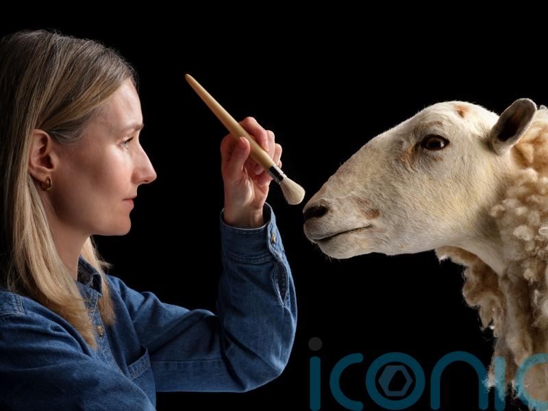 Cloned predecessor to Dolly the sheep goes on permanent show at museum