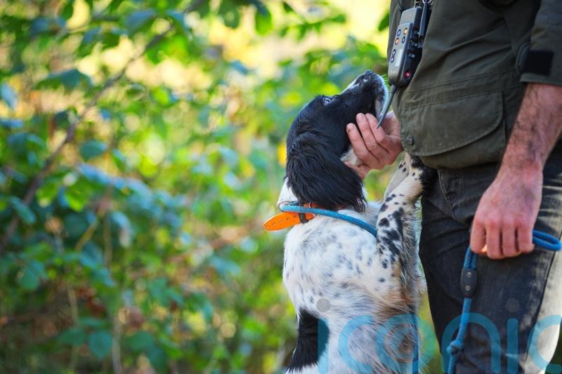 Scottish Greens to pledge ban on shock collars