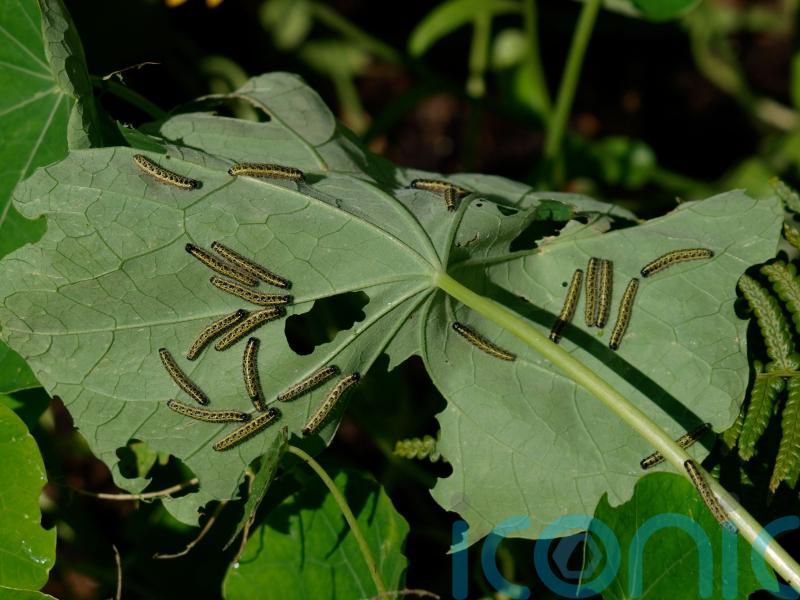 Why caterpillars shouldn&rsquo;t be viewed as garden pests