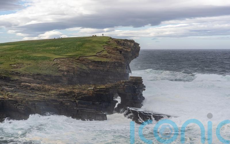 Orkney stoat eradication project boosts rare voles, hen harriers and owls