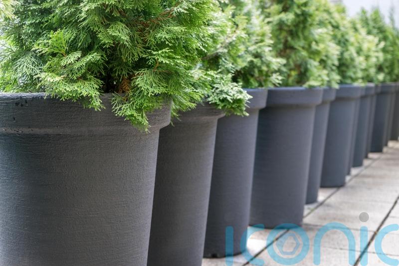 Who says conifers are boring?