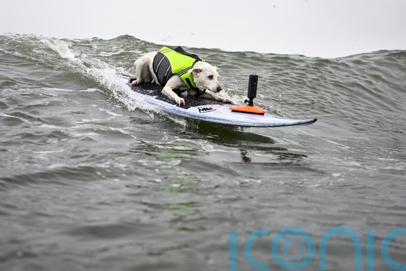 Sugar the surfing dog, first canine inducted into Surfers&rsquo; Hall of Fame, dies