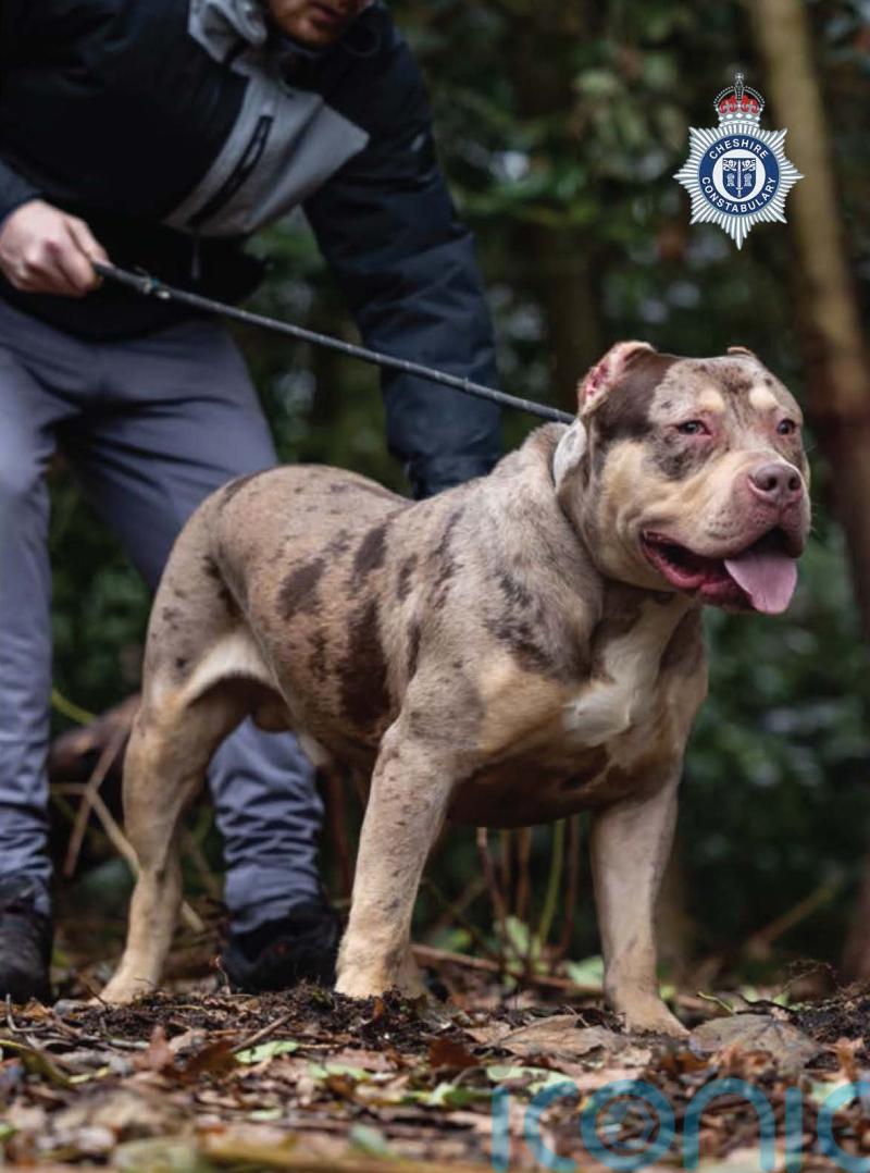 Man convicted after XL bully savaged pensioner in fatal attack