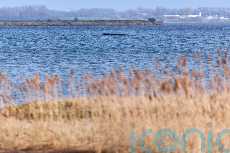 Humpback whale stranded again as odyssey off Baltic Sea coast stretches on