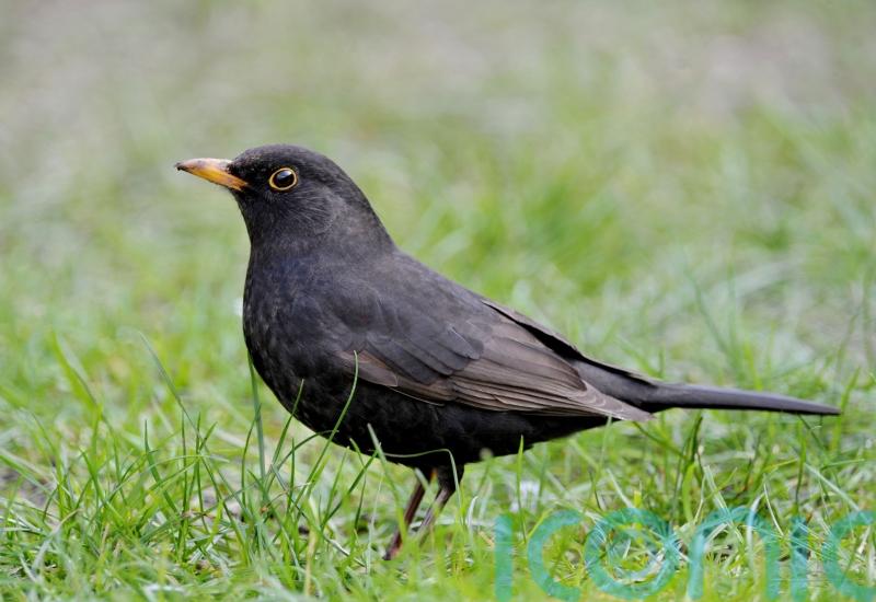 Virus with links to yellow fever discovered in Scotland for first time