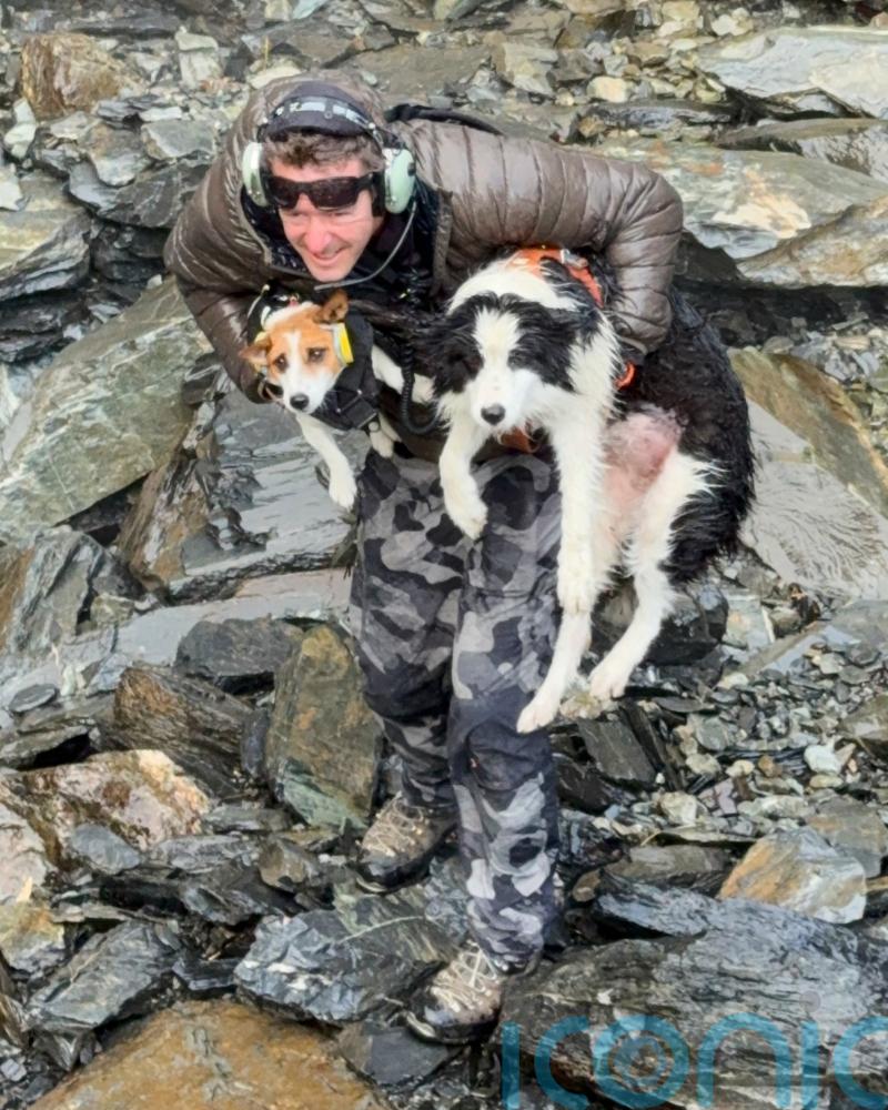 Hiker&rsquo;s dog lost in New Zealand forest rescued after strangers fund search