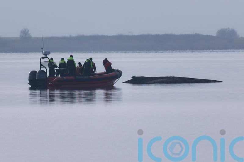 Rescuers lose hope for humpback whale stranded in Baltic Sea