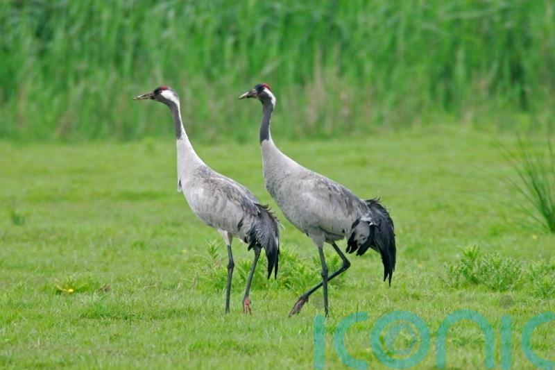 Record number of cranes bred in 2025 as UK&rsquo;s tallest bird continues comeback