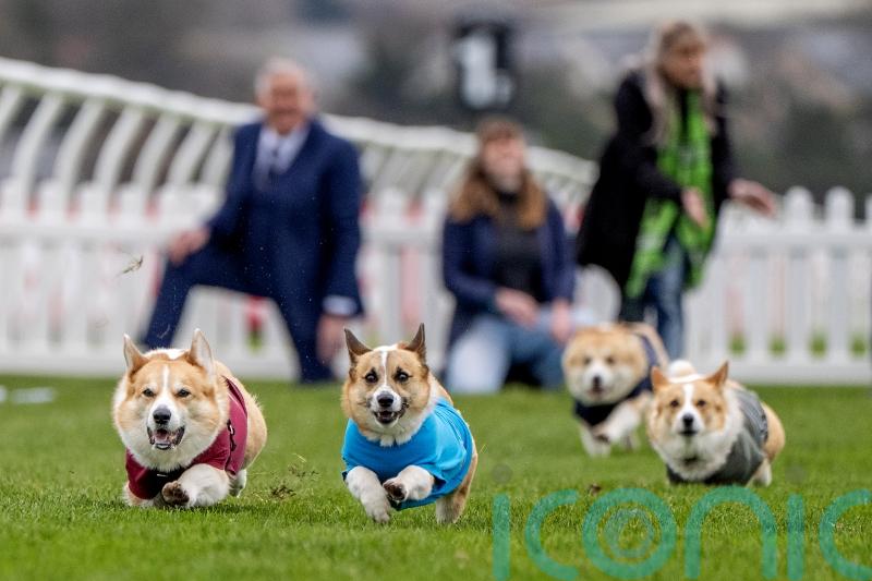 Quick off the bark: Hot dog treat spurs Islay to victory in corgi derby