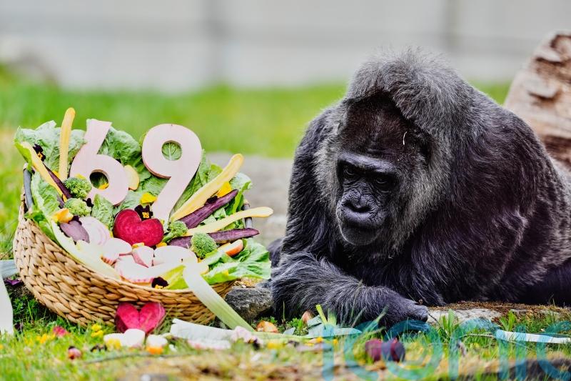 Apey birthday to Fatou, the world&rsquo;s oldest gorilla turns 69