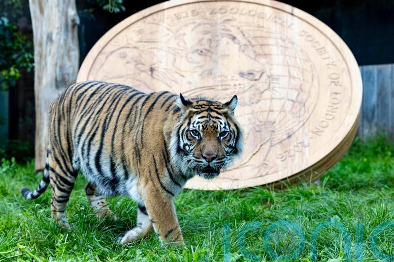 Roarsome: Giant replica coin unveiled at London Zoo to mark 200 years of ZSL