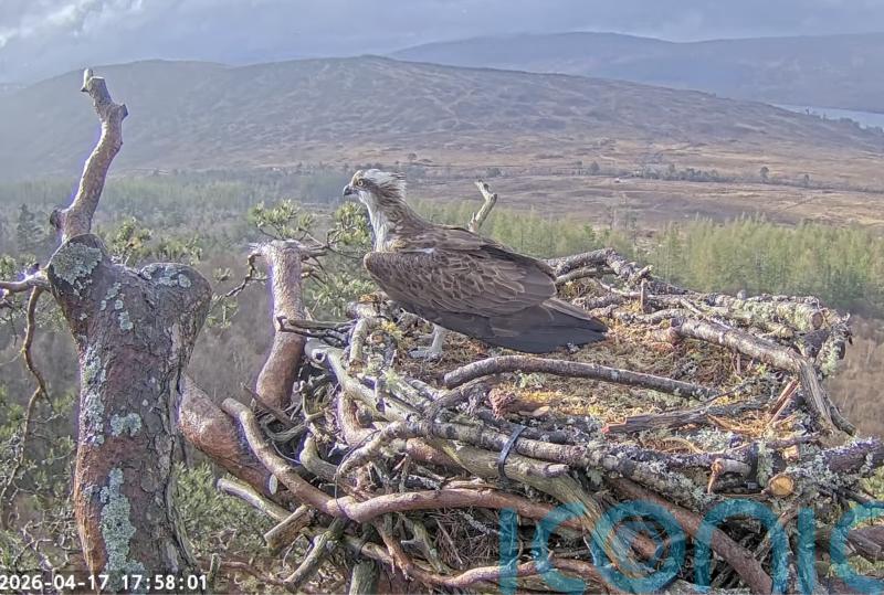 Osprey Louis returns to nest in time to woo mate away from toy boy rival