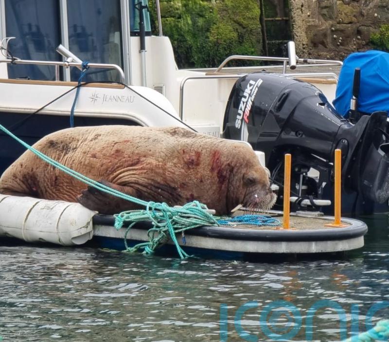 Onlookers urged to give walrus spotted in harbour space to rest