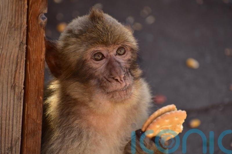 Monkeys learn to swallow soil so they can keep eating junk food &ndash; research