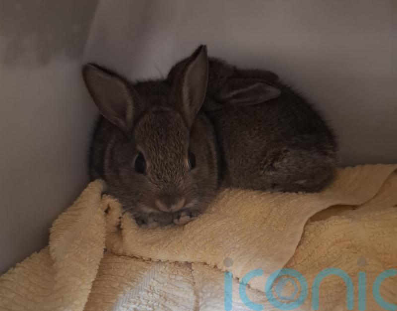 Bunnies &lsquo;doing well&rsquo; after rescue from North Sea drilling rig