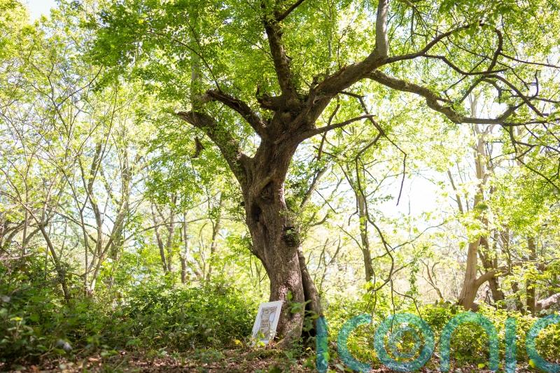 Ancient tree which inspired Brambly Hedge cottage discovered in Epping Forest