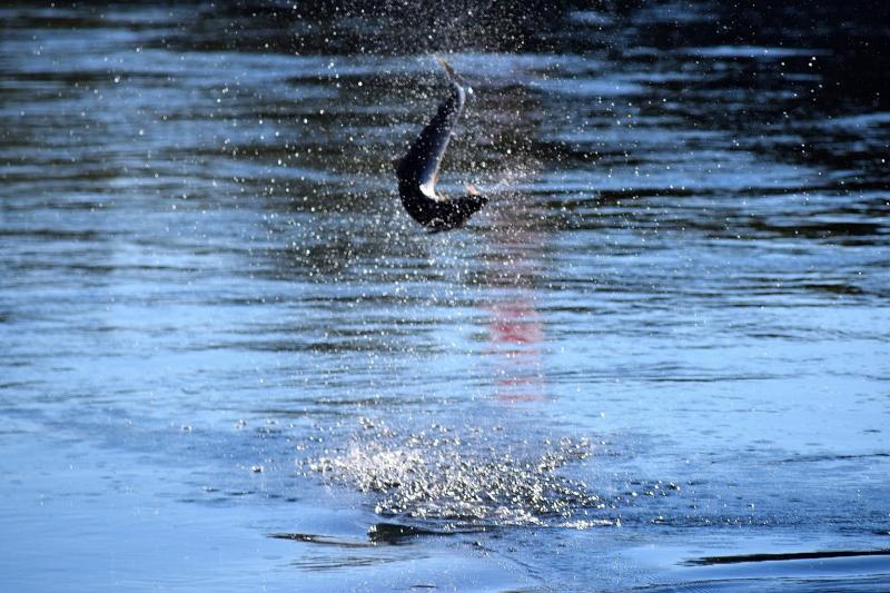 Incredible 57lb salmon caught on River Suir - Commemoration on Sunday